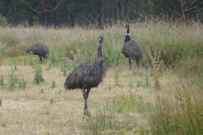 Emus in Australien