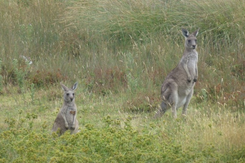 Kangeroo