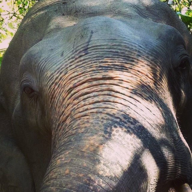 Elephant Jungle Sanctuary Chiang Mai, Thailand