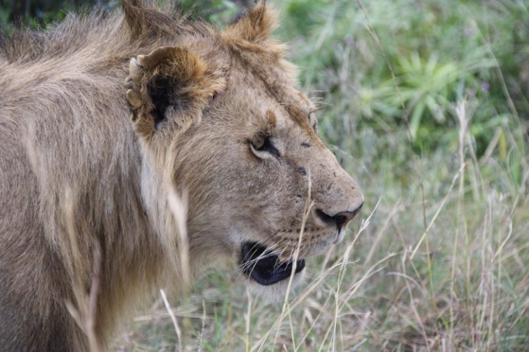 löwe in Afrika