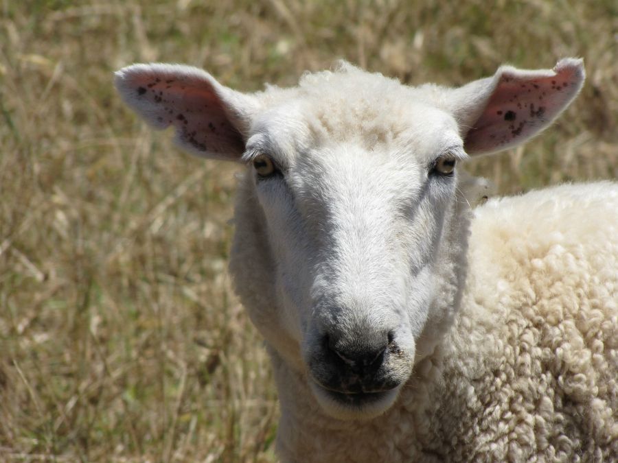 Neuseeland und Schafe