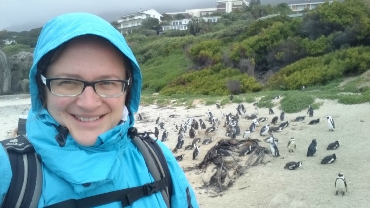 südafrika pinguine