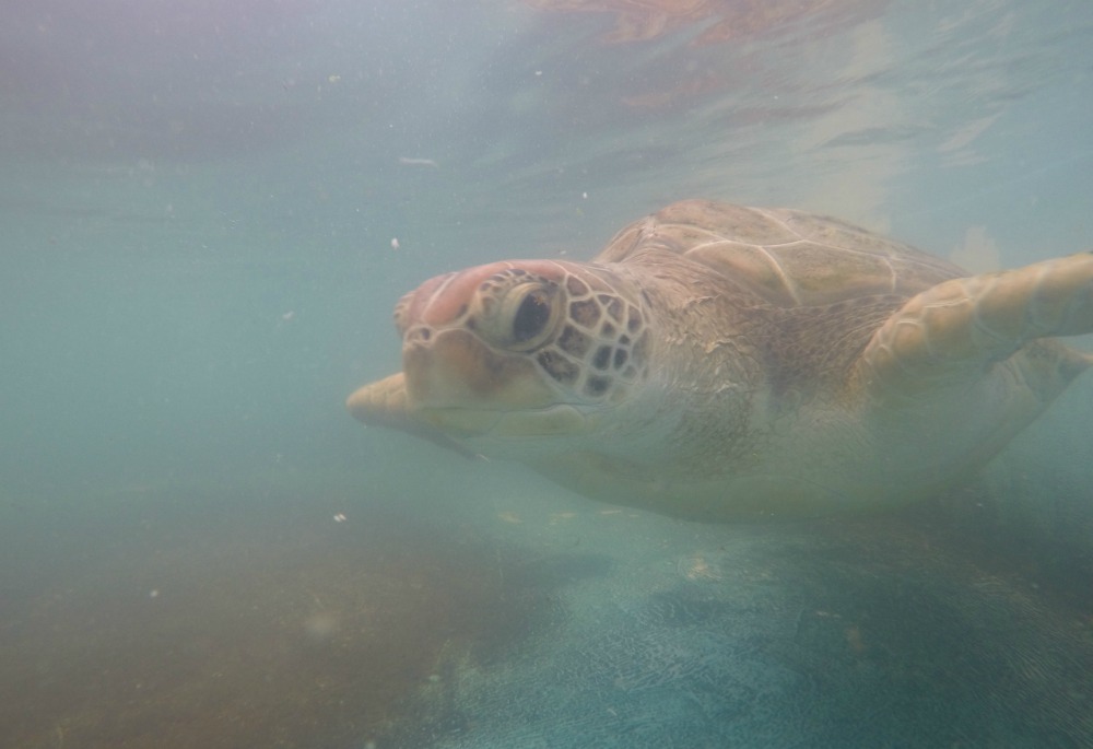 Schildkröte Australien