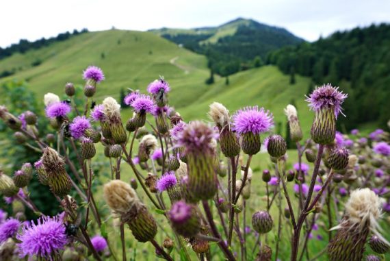 Roadtrip auf der Deutschen Alpenstraße