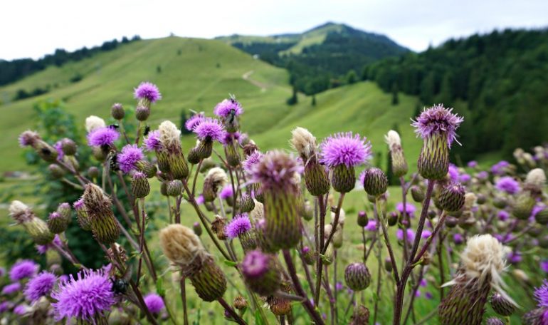 Roadtrip auf der Deutschen Alpenstraße