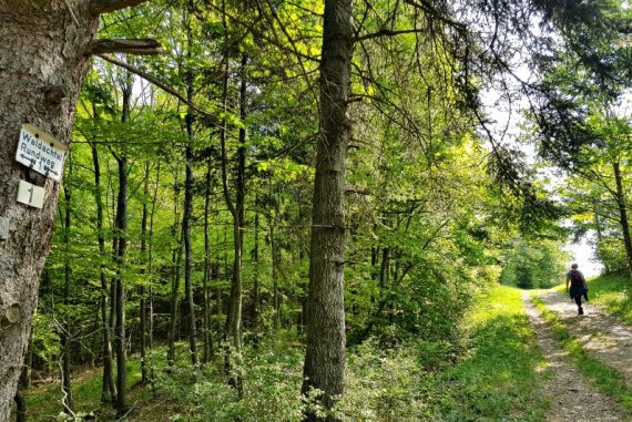 Wandern im Schwarzwald