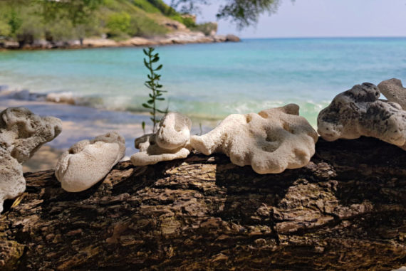 Koh Samet Tipps, Koh Samed Tipps