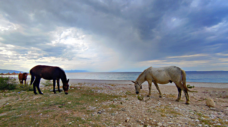 Pferde am Strand von Borsh in Albanien