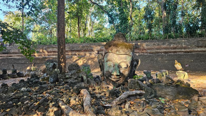 der kopf und weitere Teile verschiedener Buddhastaturen liegen in der Natur und erden durch die Bäume von der Sonne beschienen