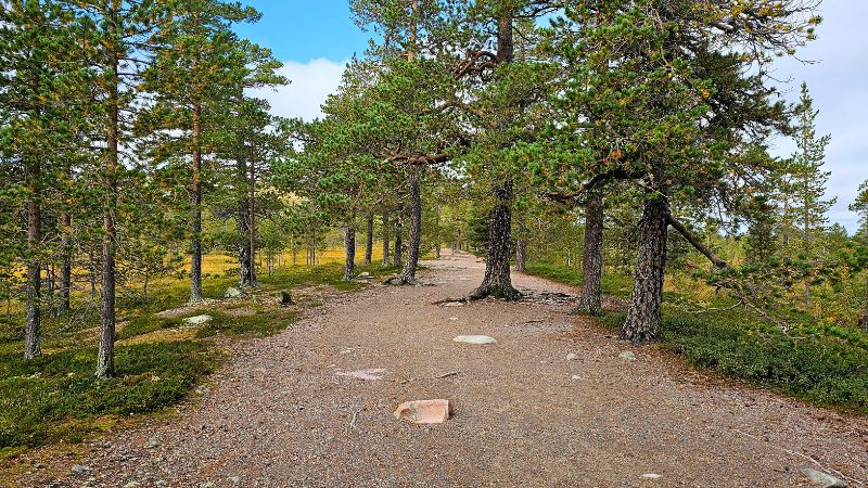Ein breiter WaldWeg mit Bäumen rechts und links am Wegesrand