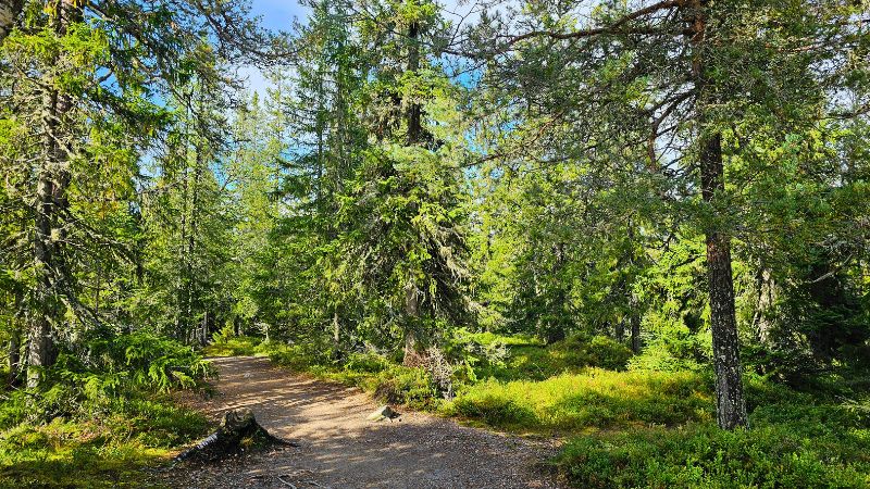 Ein weg im Wald, alles ist schön grün. Die Sonnenstrahlen kommen durch die Bäume