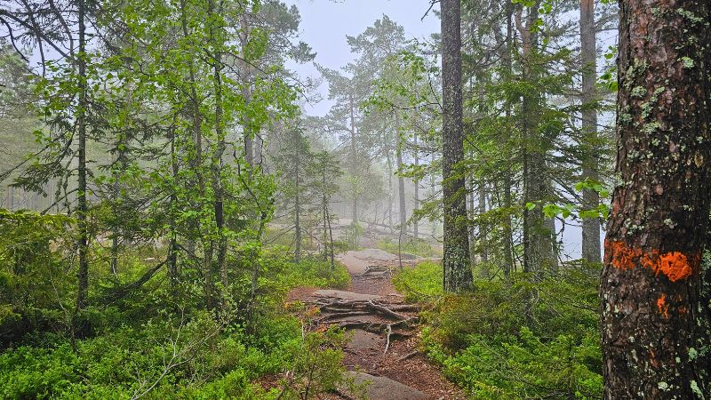 Waldweg im Nebel. An einem Baum im Vordergrund sieht man eine Orange Wegmarkierung