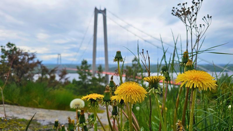Die hohe Küsen Brücke ist im Hintergrund zu sehen, davor gelb blühender Löwenzahn